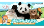 力高携手顶流熊猫萌兰以科学营养守护猫咪肠
